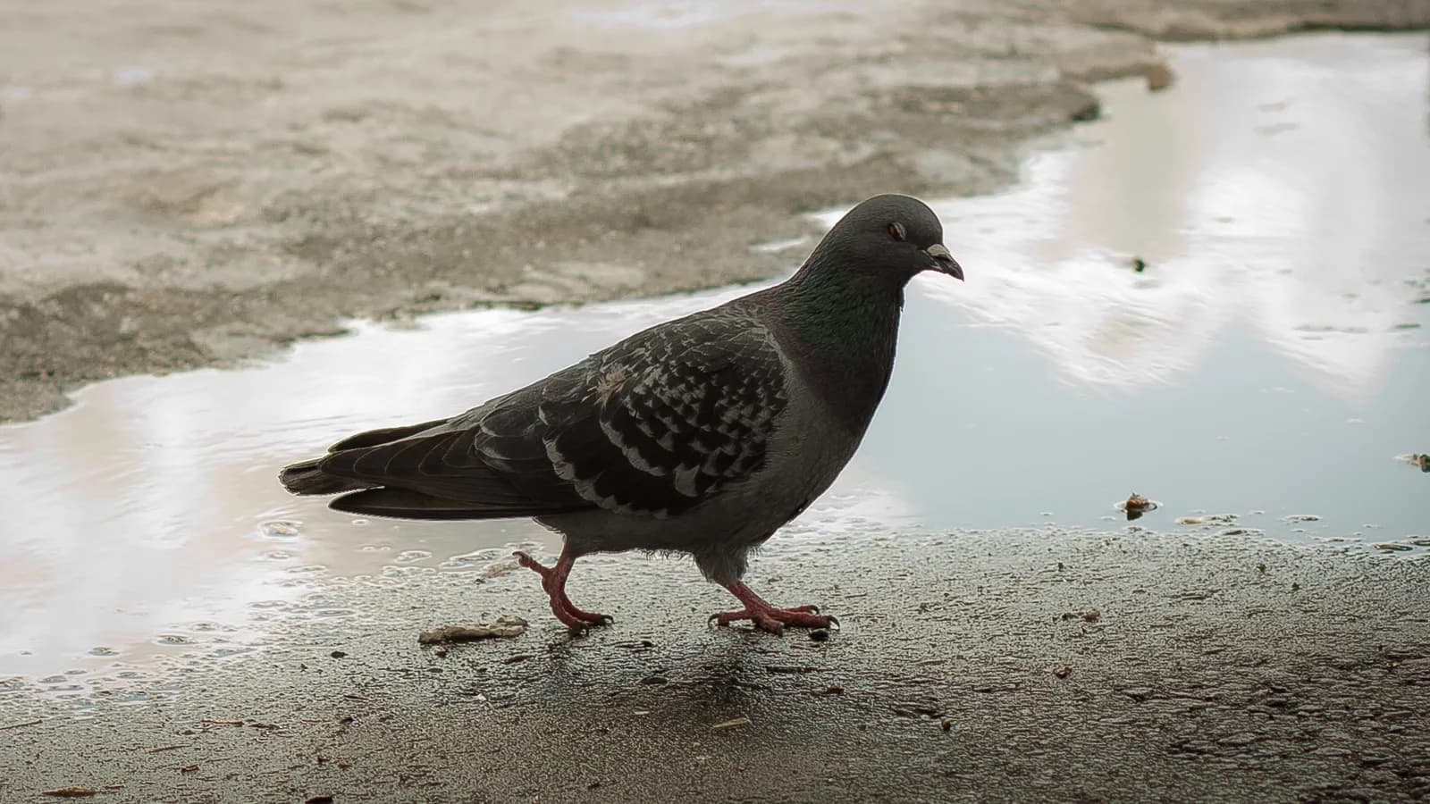 Pigeon biset.