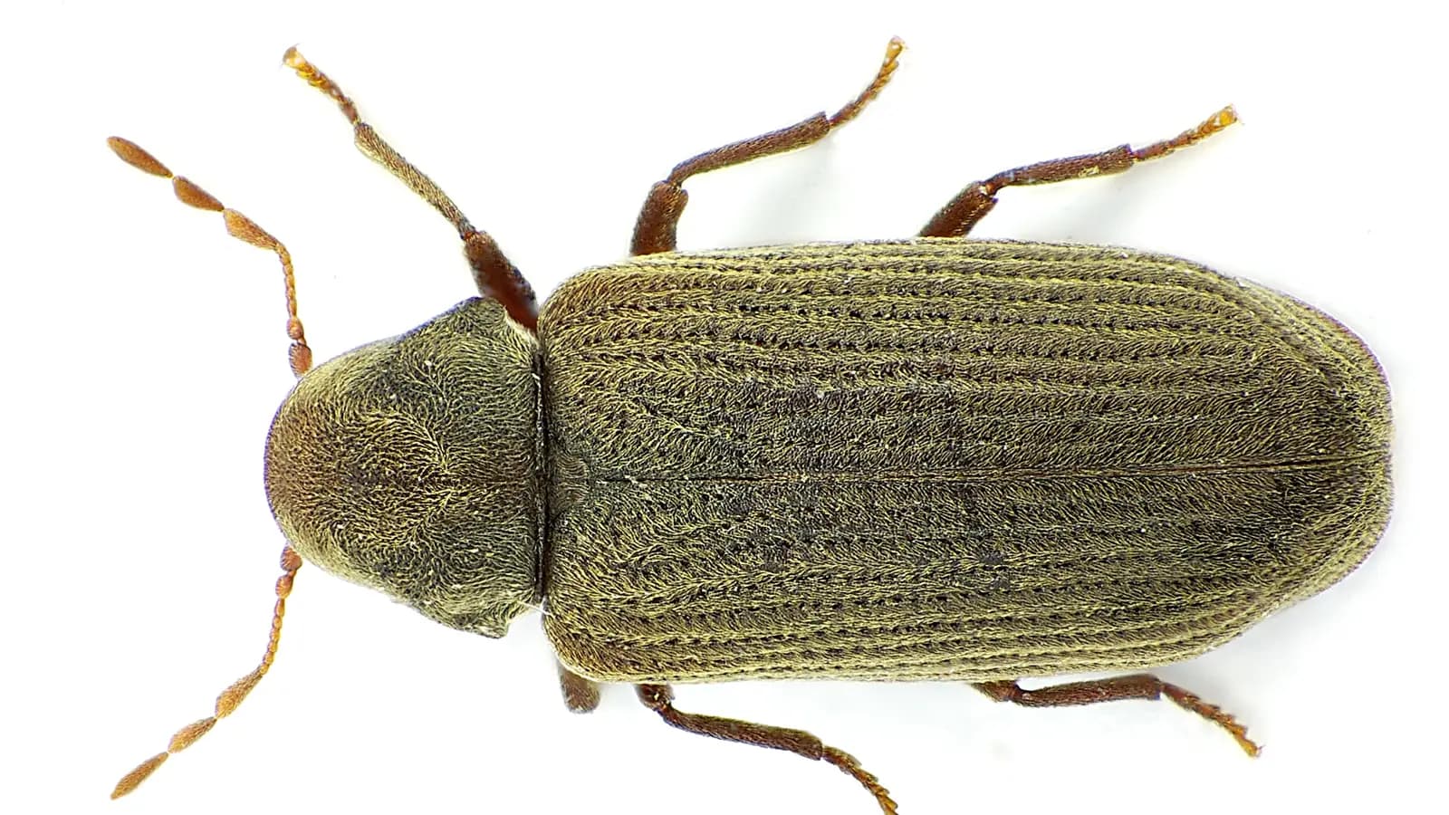 Petite vrillette (Anobium punctatum), vue de dessus.