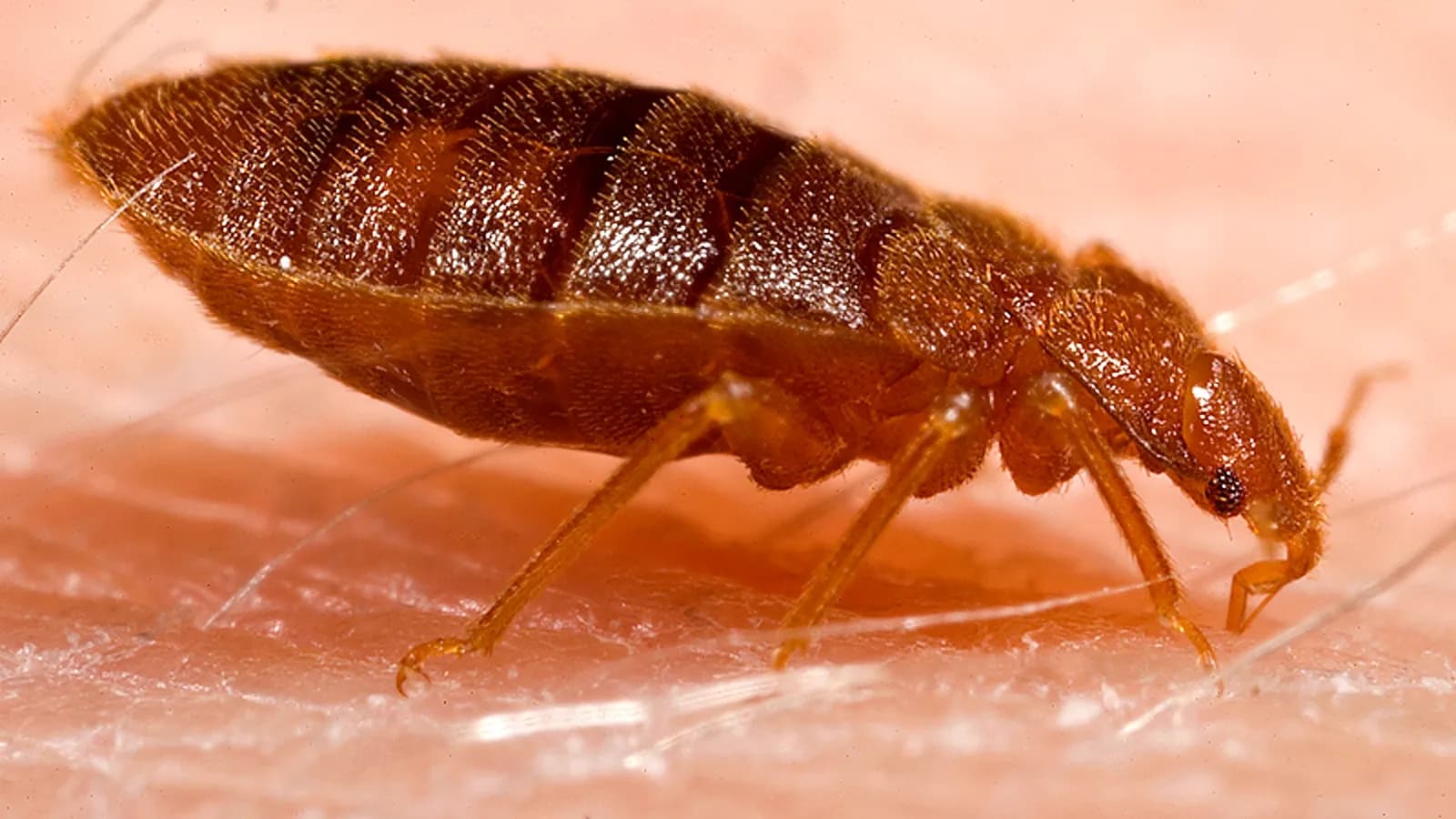 Punaise de lit (Cimex lectularius).