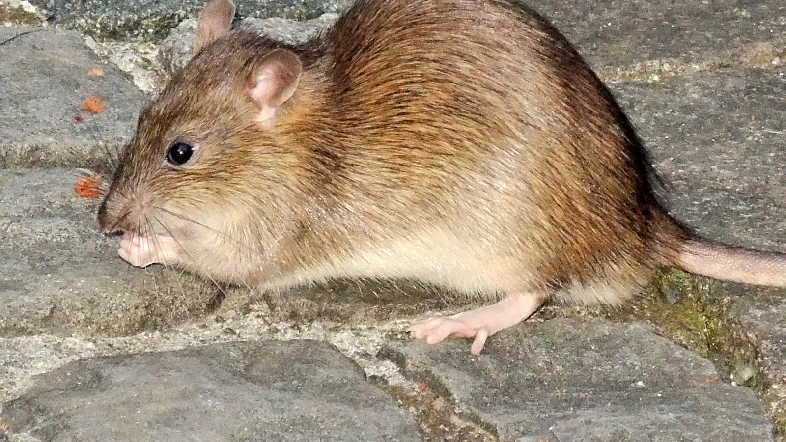 Rat brun.