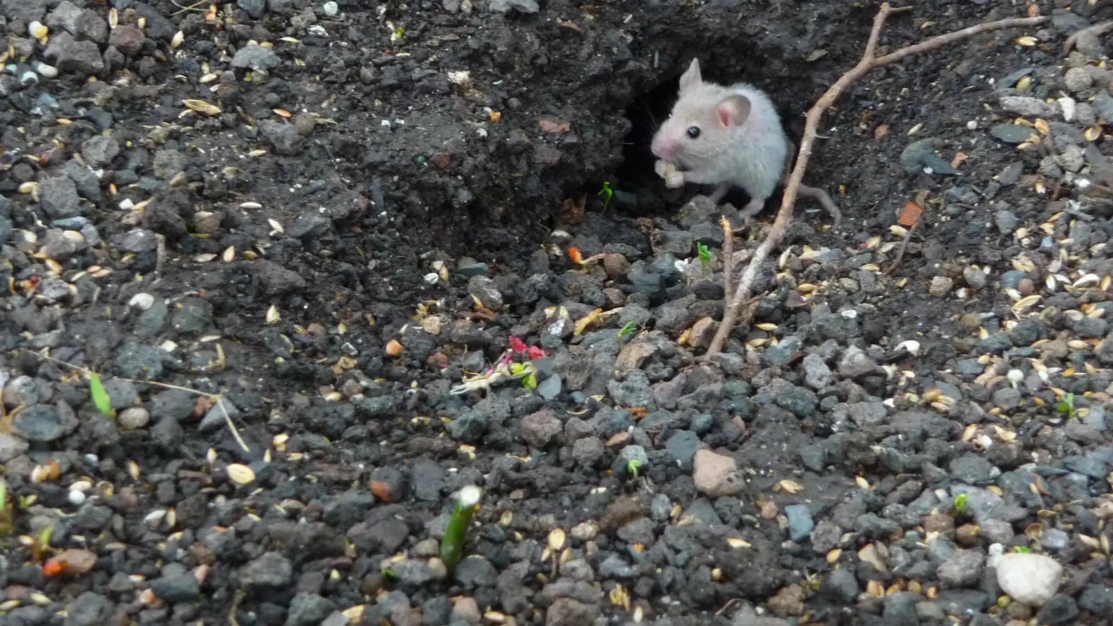 Souris grise sortant d’un terrier.