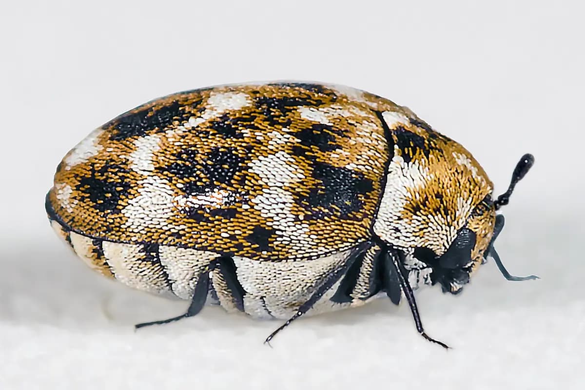 Anthrènes — Anthrenus verbasci.