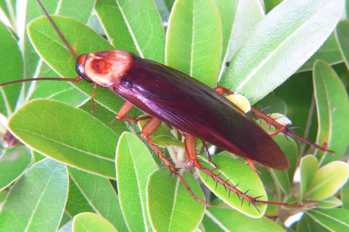 Blattes américaines — Periplaneta americana.
