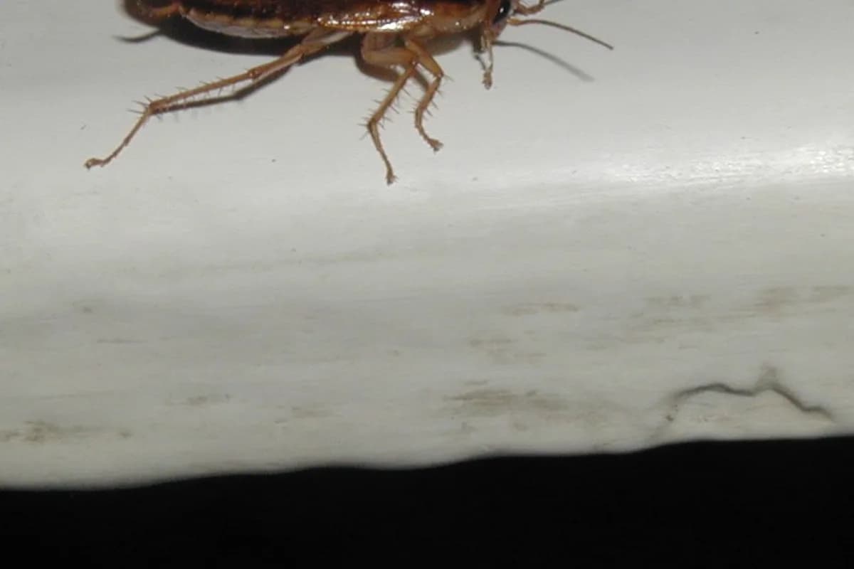 Blattes germaniques — Blattella germanica.