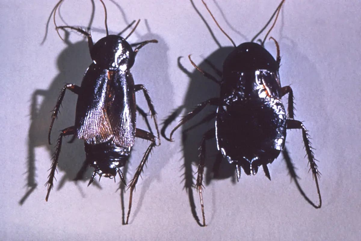 Blattes orientales — Blatta orientalis.