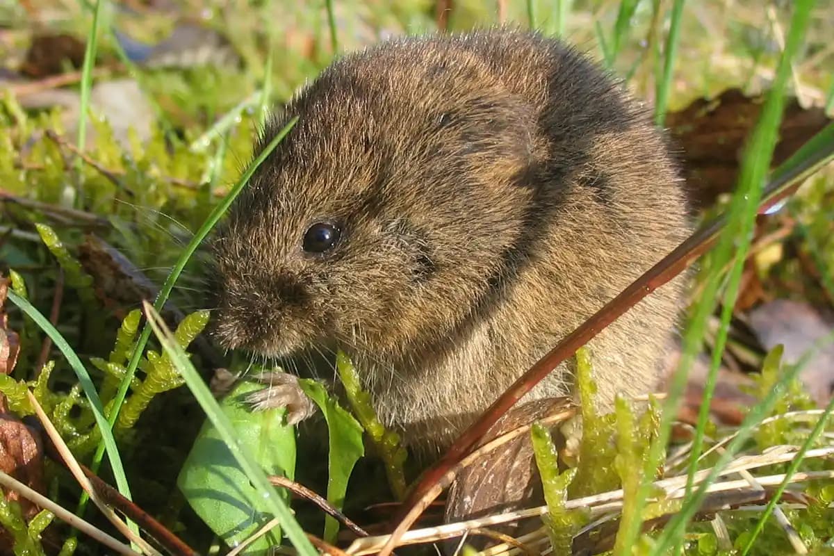 Campagnols — Microtus arvalis.