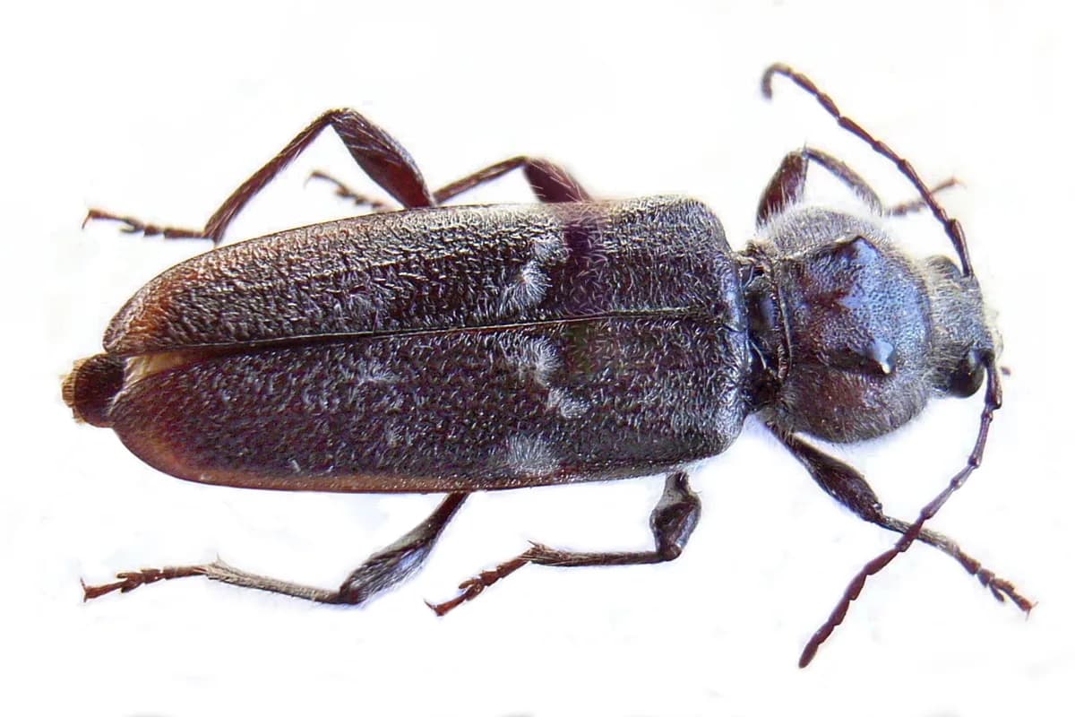 Capricornes des maisons — Hylotrupes bajulus.