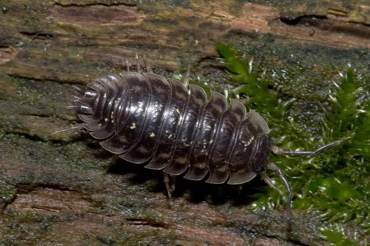 Cloportes — Oniscus asellus.