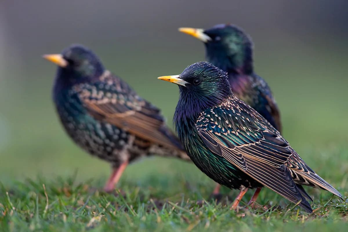 Étourneaux — Sturnus vulgaris.