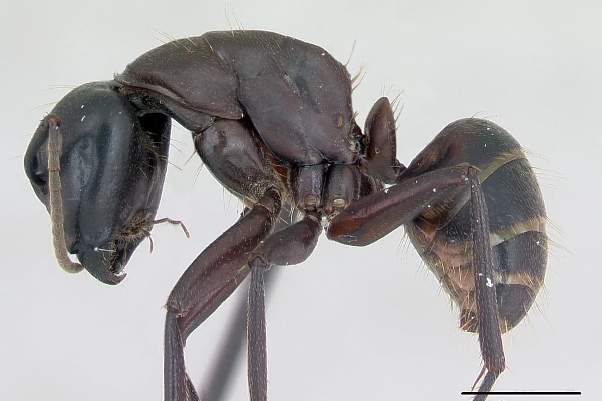 Camponotus, genre des fourmis charpentières (Camponotus herculeanus).