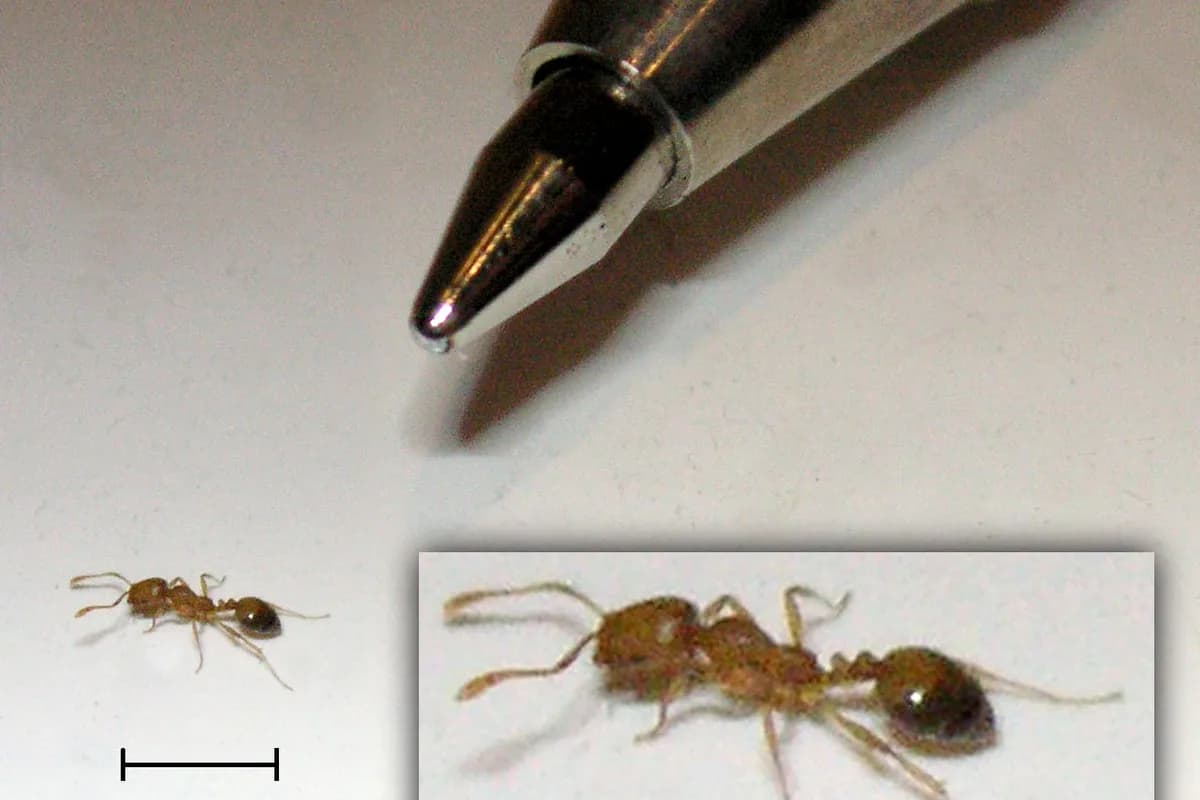 Fourmis pharaon — Monomorium pharaonis.