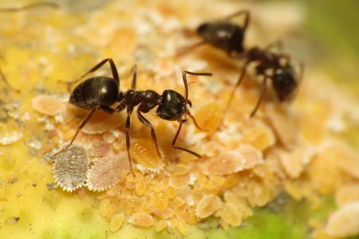 Fourmi noire des jardins, l'espèce la plus courante en habitation (Lasius niger).
