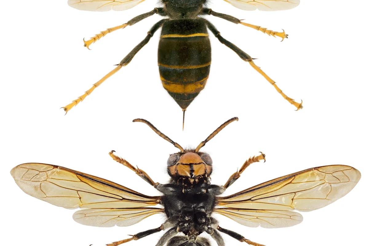 Frelons asiatiques — Vespa velutina.