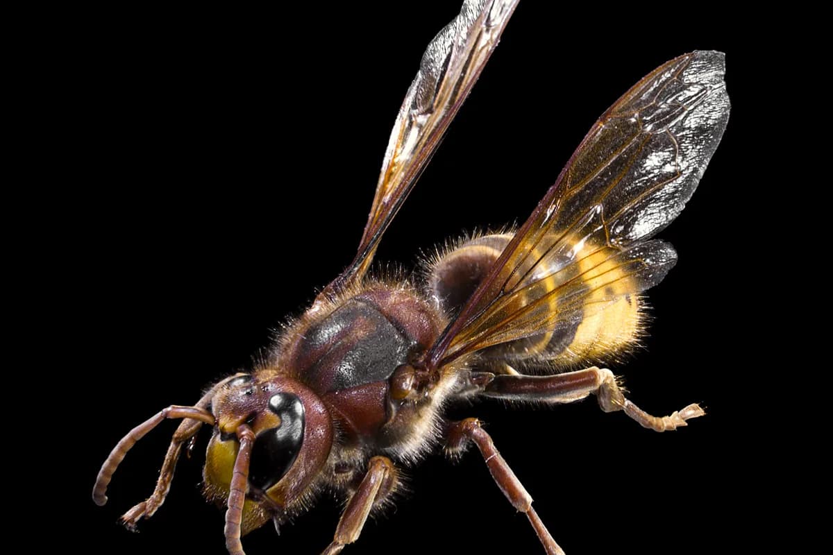 Frelons — Vespa crabro.