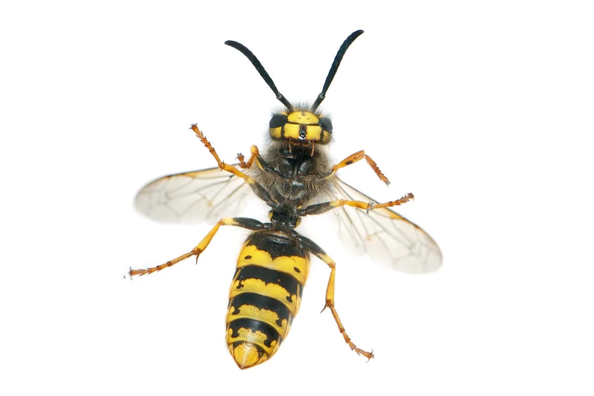 Guêpe germanique, l'une des espèces les plus fréquentes (Vespula germanica).