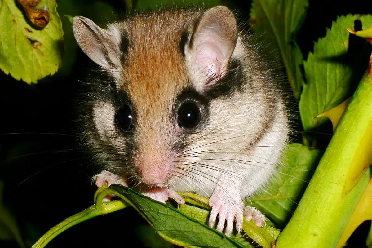 Lérots — Eliomys quercinus.