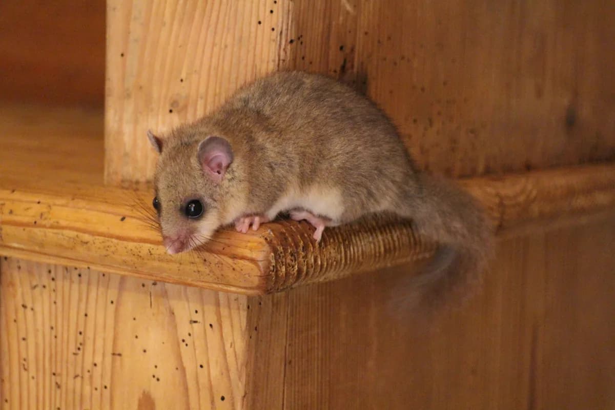 Loirs — Glis glis.