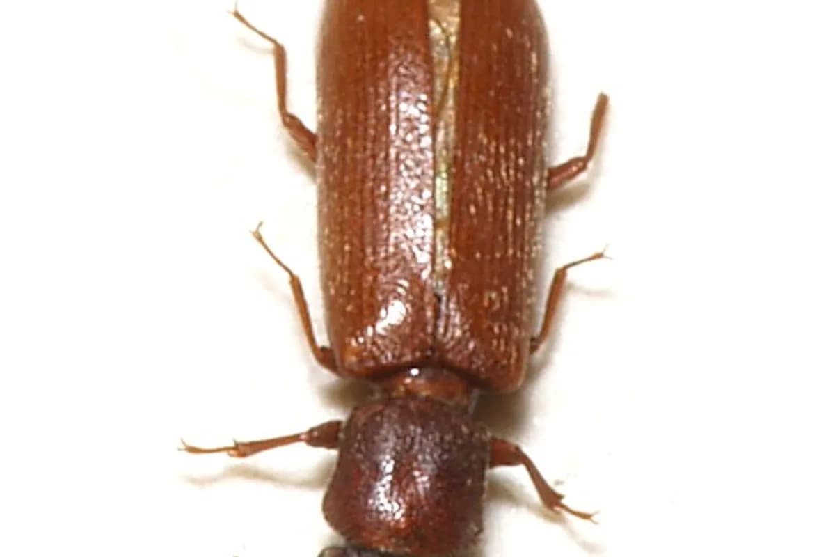 Lyctus — Lyctus brunneus.