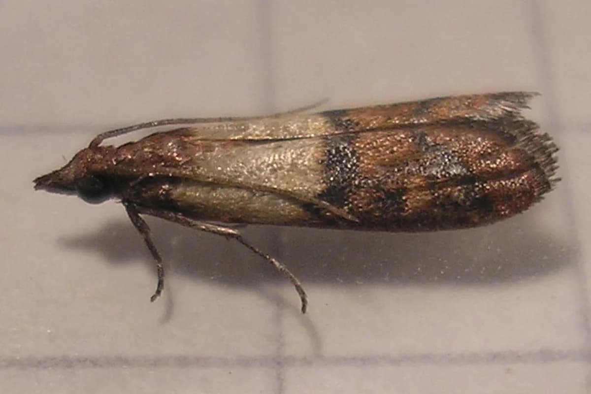 Mites alimentaires — Plodia interpunctella.