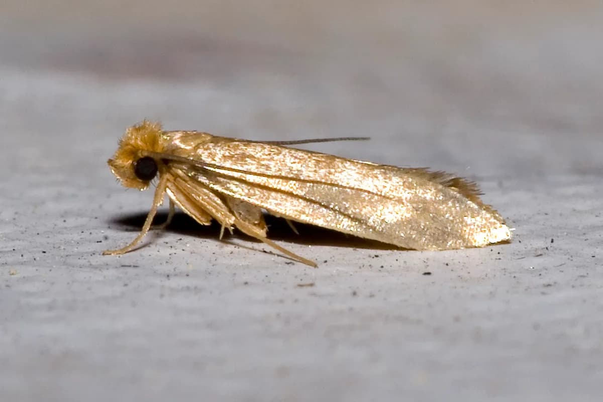 Mites textiles — Tineola bisselliella.