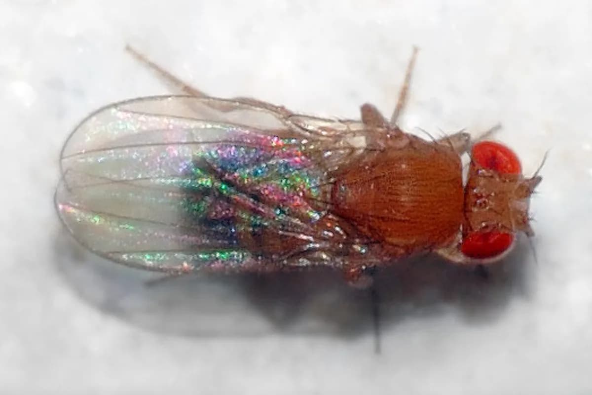 Drosophile, dite mouche du vinaigre (Drosophila melanogaster).