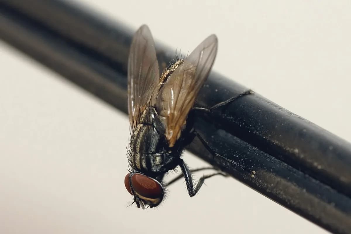 Mouches — Musca domestica.