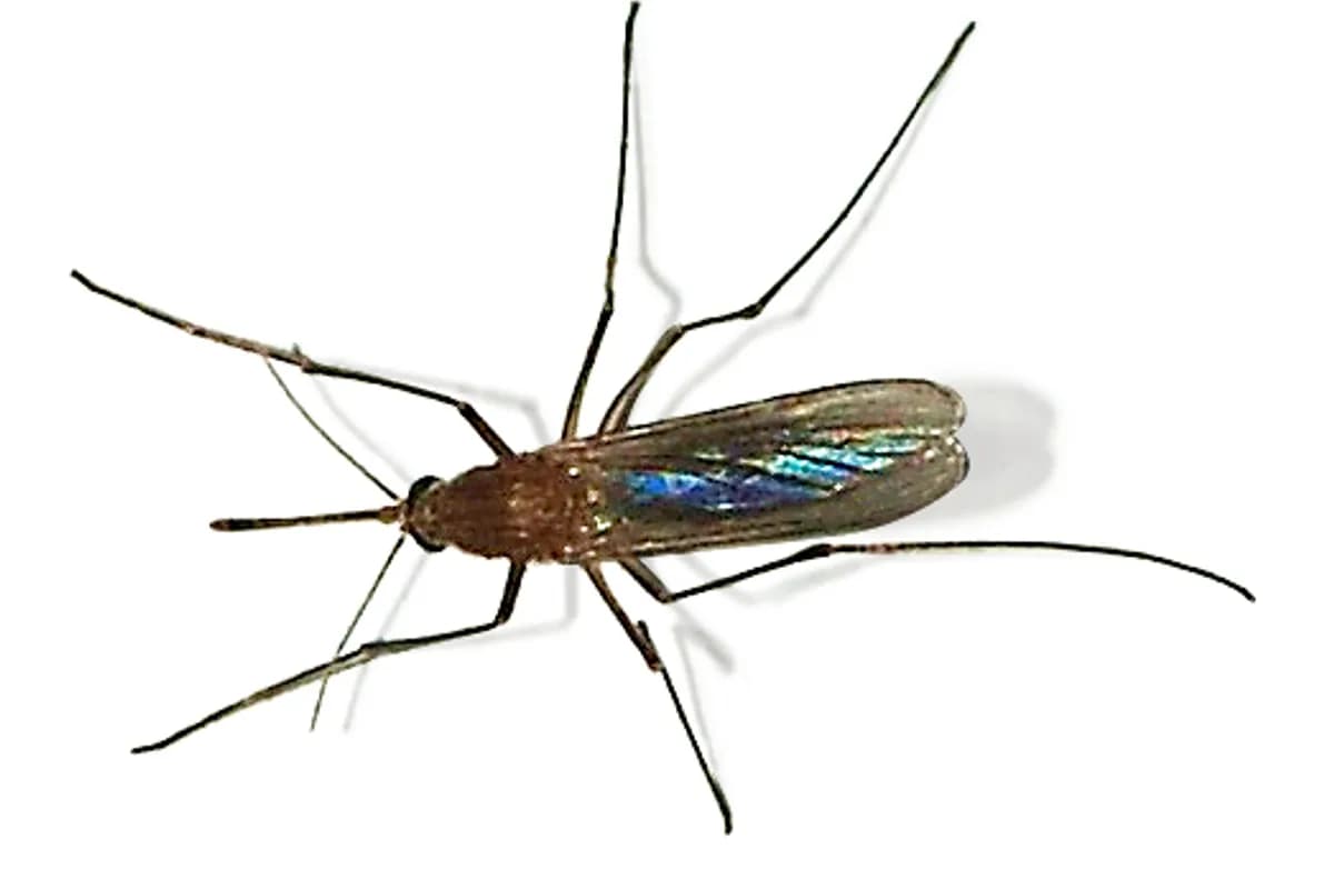 Moustique commun (Culex pipiens).