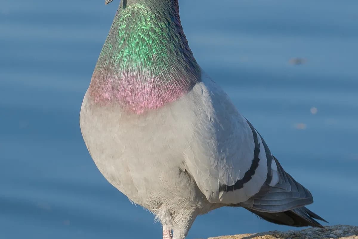 Pigeons — Columba livia.