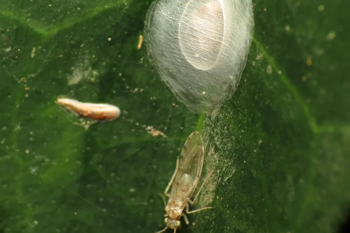 Psocoptère. Les psoques d'intérieur sont plus petits et souvent sans ailes (Psocoptera).