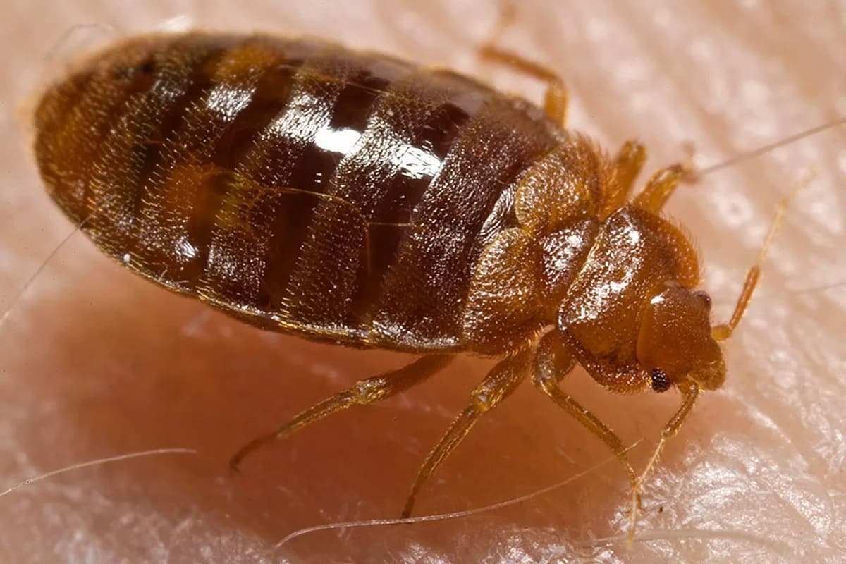 Punaises de lit — Cimex lectularius.