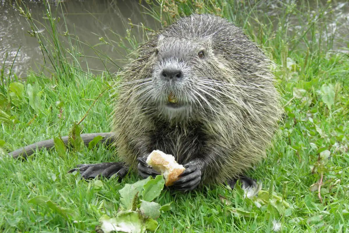 Ragondins — Myocastor coypus.