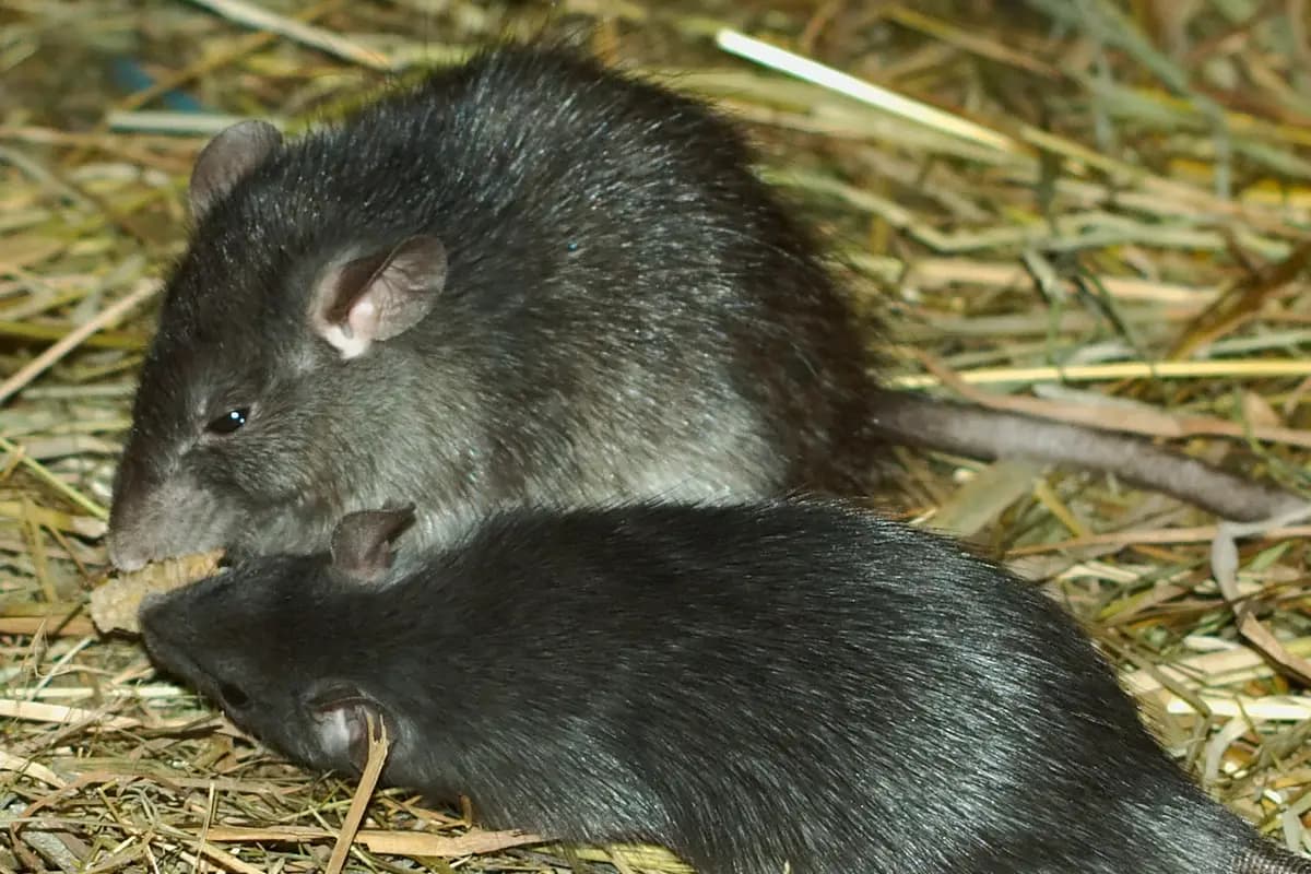 Rat noir, l'une des deux espèces commensales (Rattus rattus).
