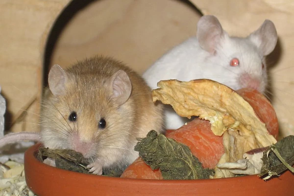 Souris — Mus musculus.