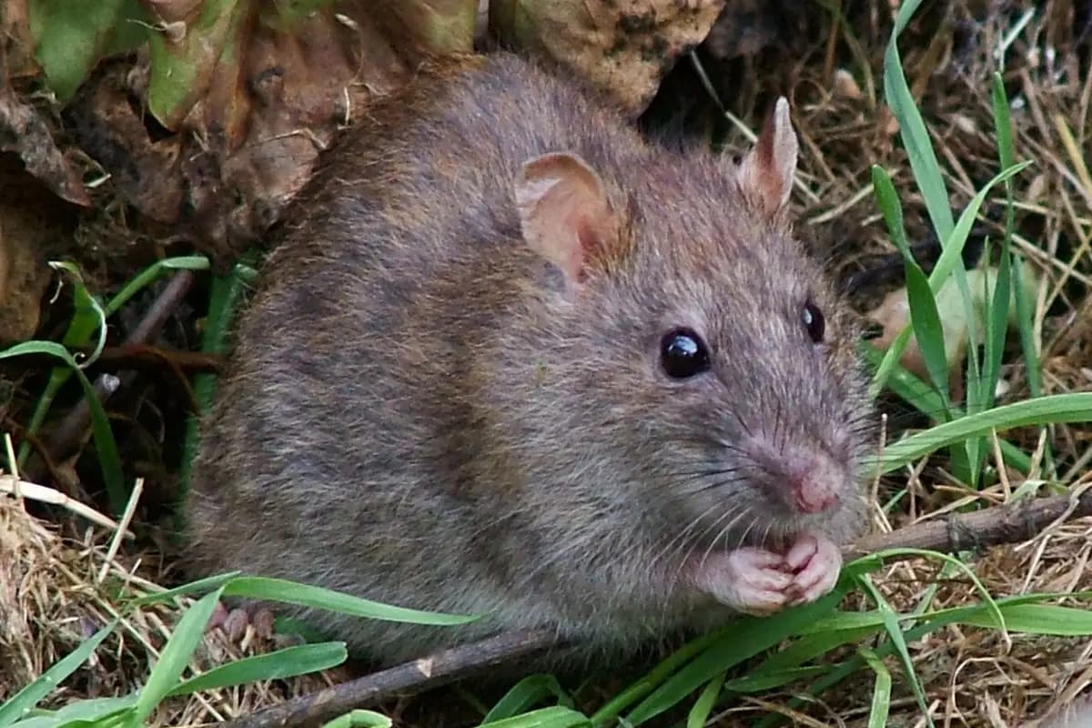 Surmulots — Rattus norvegicus.