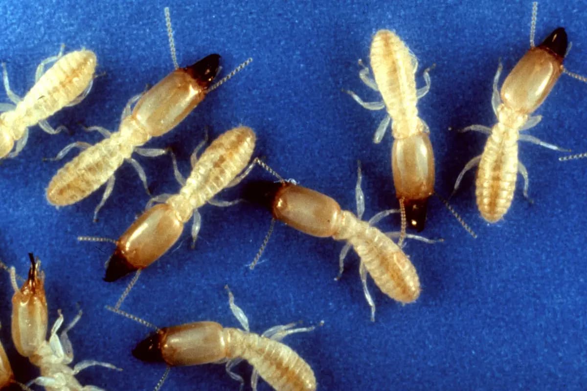 Reticulitermes, genre des termites souterrains présents en France (Reticulitermes).