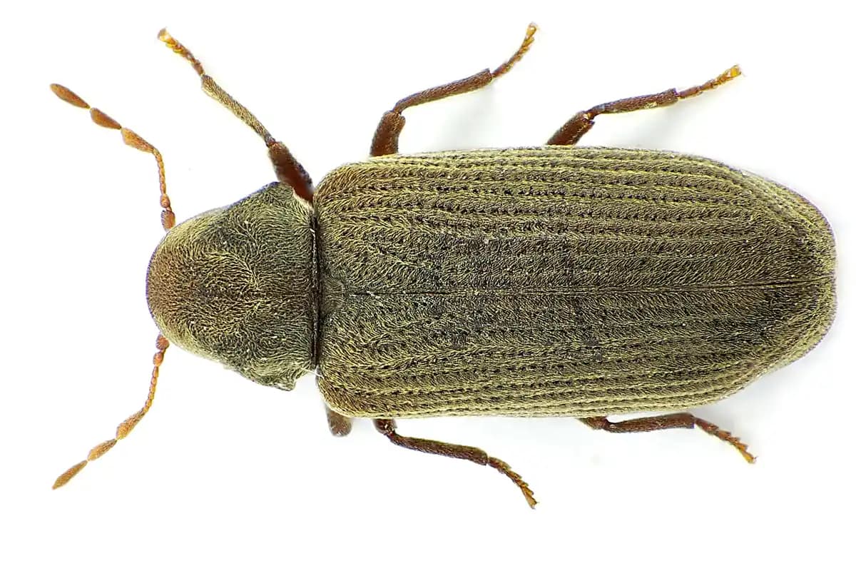 Vrillettes — Anobium punctatum.